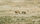 Land for sale montello nevada 